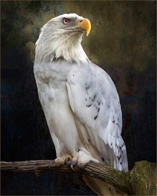El “águila blanca” - Complejo Águila Blanca